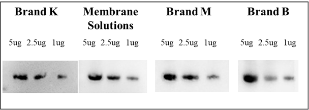 Blotting membrane_MS-Blotting-membrane_Diagnocine